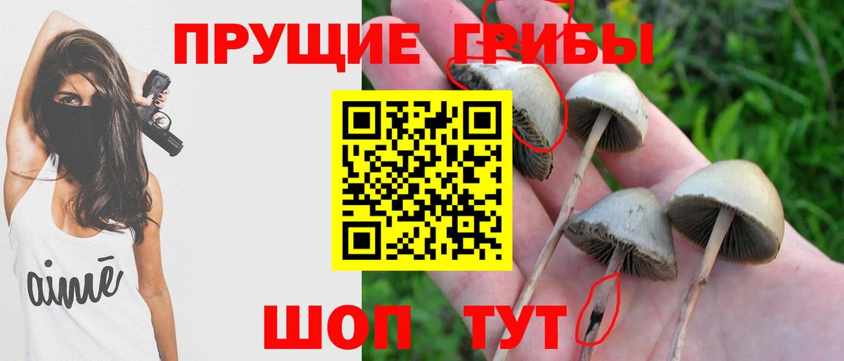 Псилоцибиновые грибы Cubensis  где продают   Темрюк 